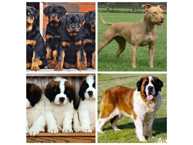 GET YOUR PET DOG AT BANKY PETS & OTHER DOG SERVICES - 1