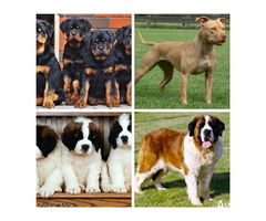 GET YOUR PET DOG AT BANKY PETS & OTHER DOG SERVICES - Image 1