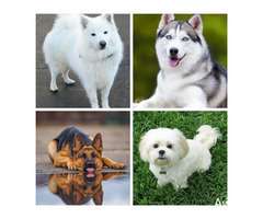 GET YOUR PET DOG AT BANKY PETS & OTHER DOG SERVICES - Image 2