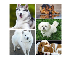 GET YOUR PET DOG AT BANKY PETS & OTHER DOG SERVICES - Image 3
