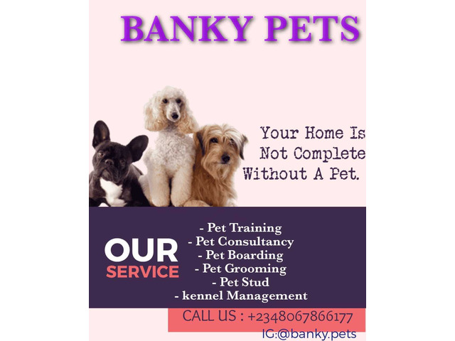 GET YOUR PET DOG AT BANKY PETS & OTHER DOG SERVICES - 4