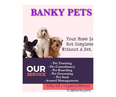 GET YOUR PET DOG AT BANKY PETS & OTHER DOG SERVICES - Image 4