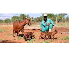 Boer and khalari breeds of rams and goats 