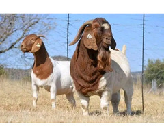 Boer and khalari breeds of rams and goats  - Image 2