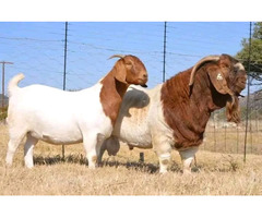 Boer and khalari breeds of rams and goats  - Image 4